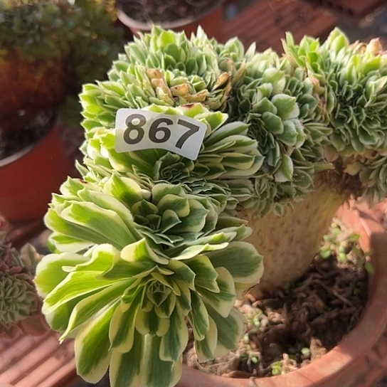 萍***1多肉植物一个迈巴赫867