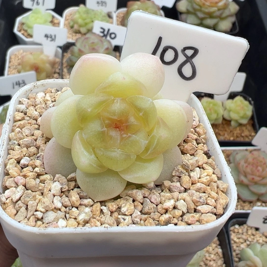 幸****108号财富密码现金