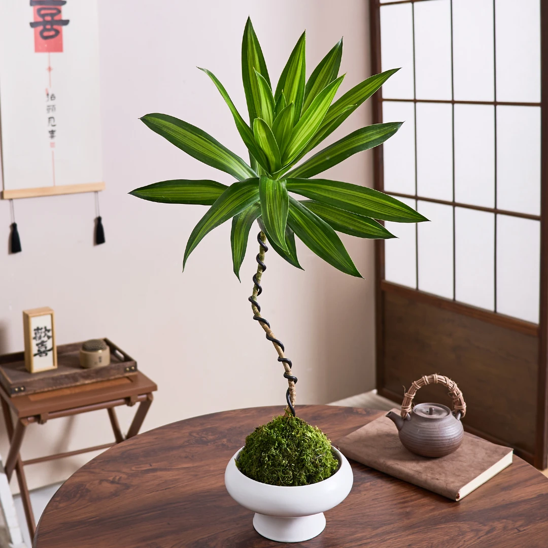 金心百合竹盆栽苔藓球水培植物室内桌面耐阴好养老桩造型富贵竹