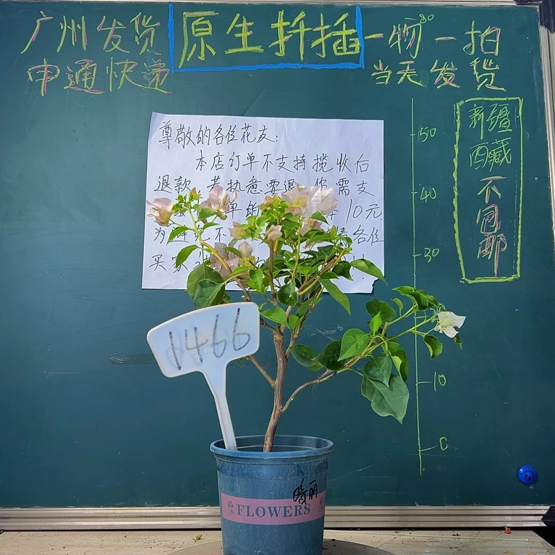 当前无花栽培后可以开花 福利暗斑丽人  1466