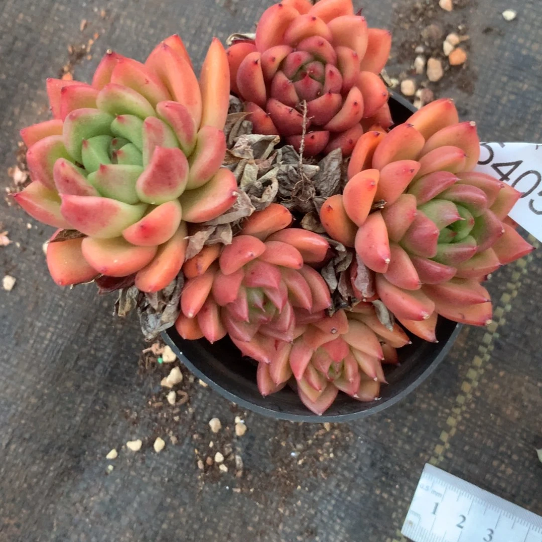 .**.5405杂交精品基地10厘米