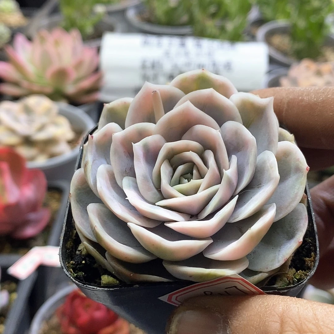 19117蓝色惊喜锦多肉