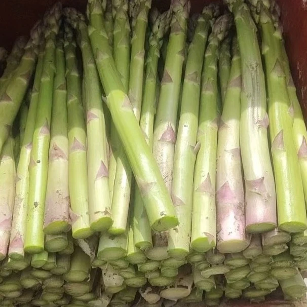 一代芦笋根苗 160天
