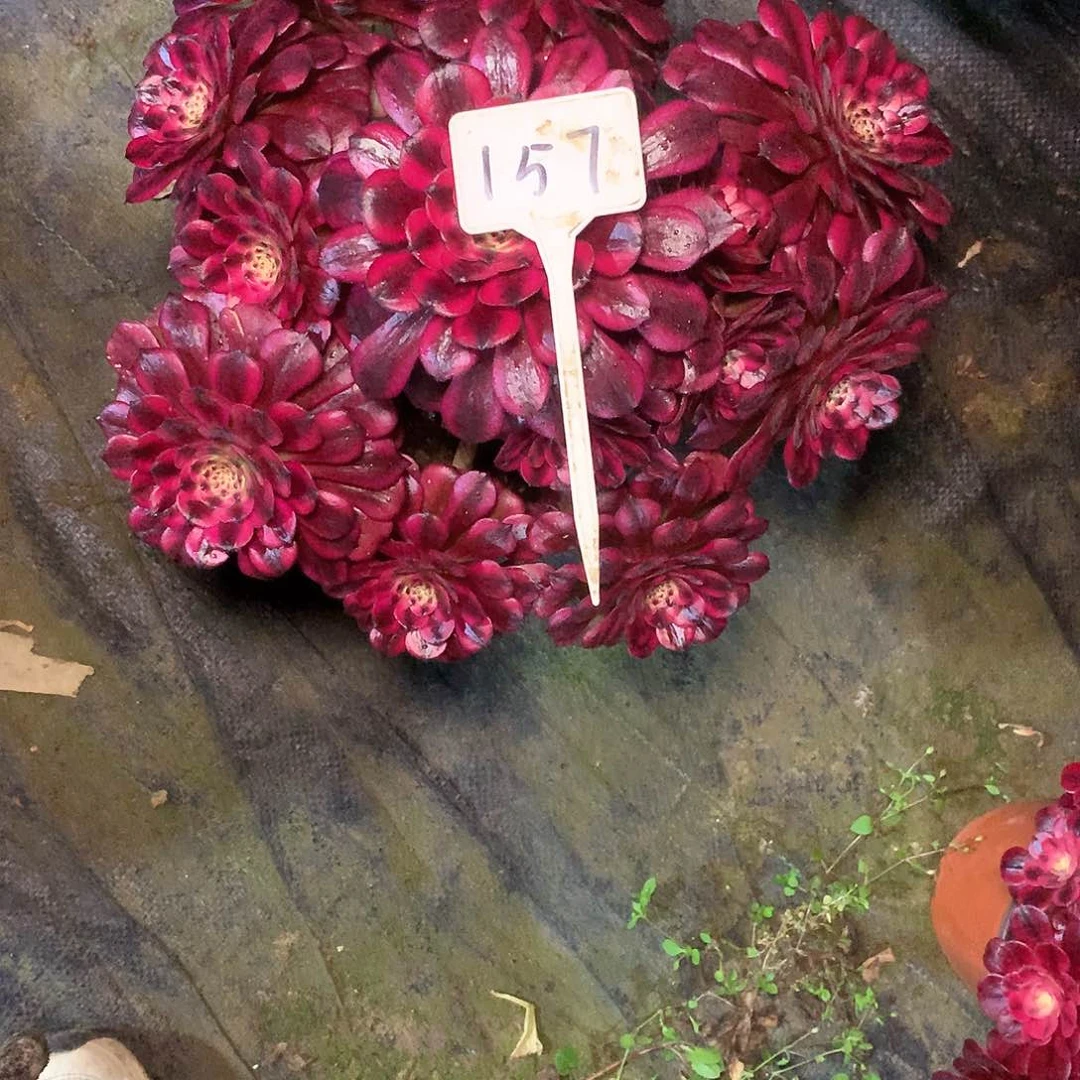 多肉多肉多肉多肉157