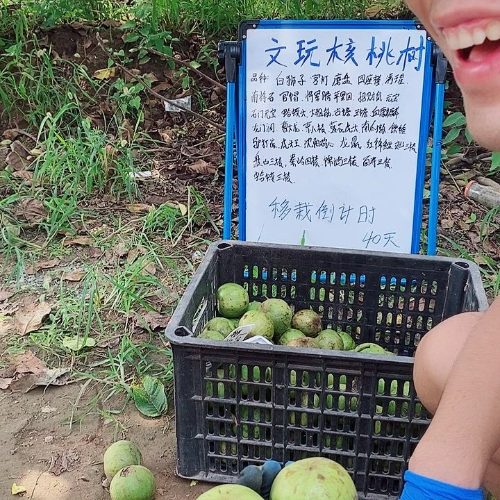 无花朵龙鼎正版青皮福利