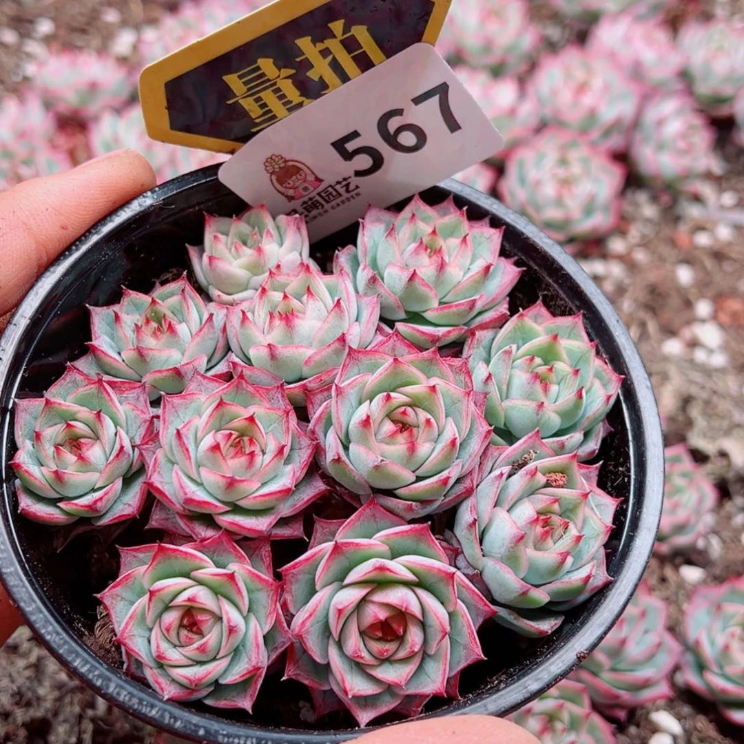 当前无花朵，栽培后可花朵