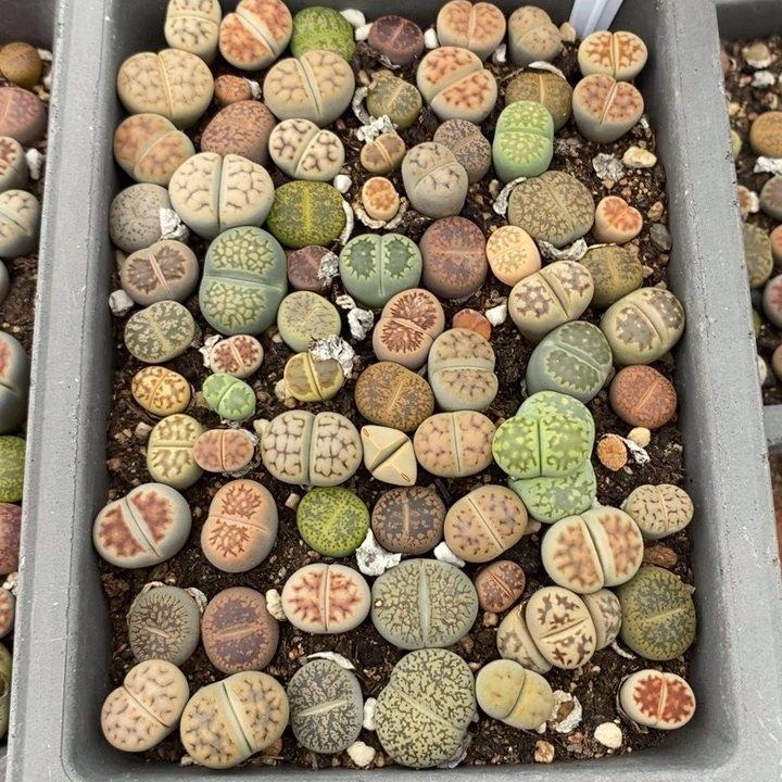 骆****生石花的季节到啦2994