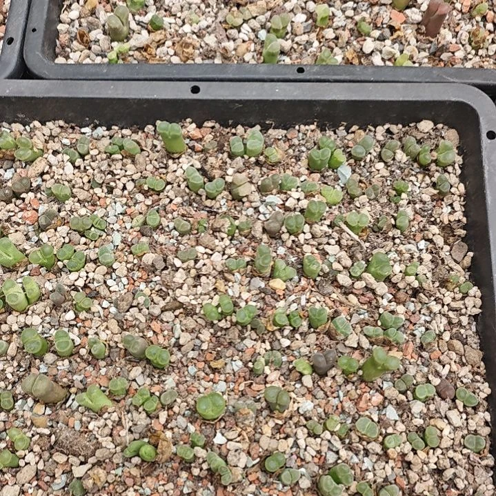 20颗磁铁风铃混合！！！