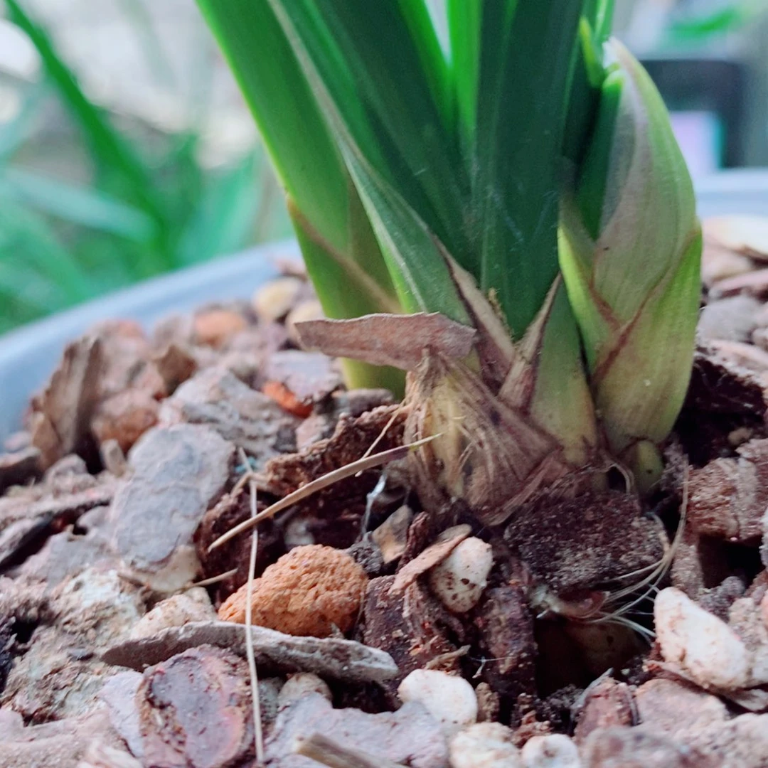 大部分花苞少量开放