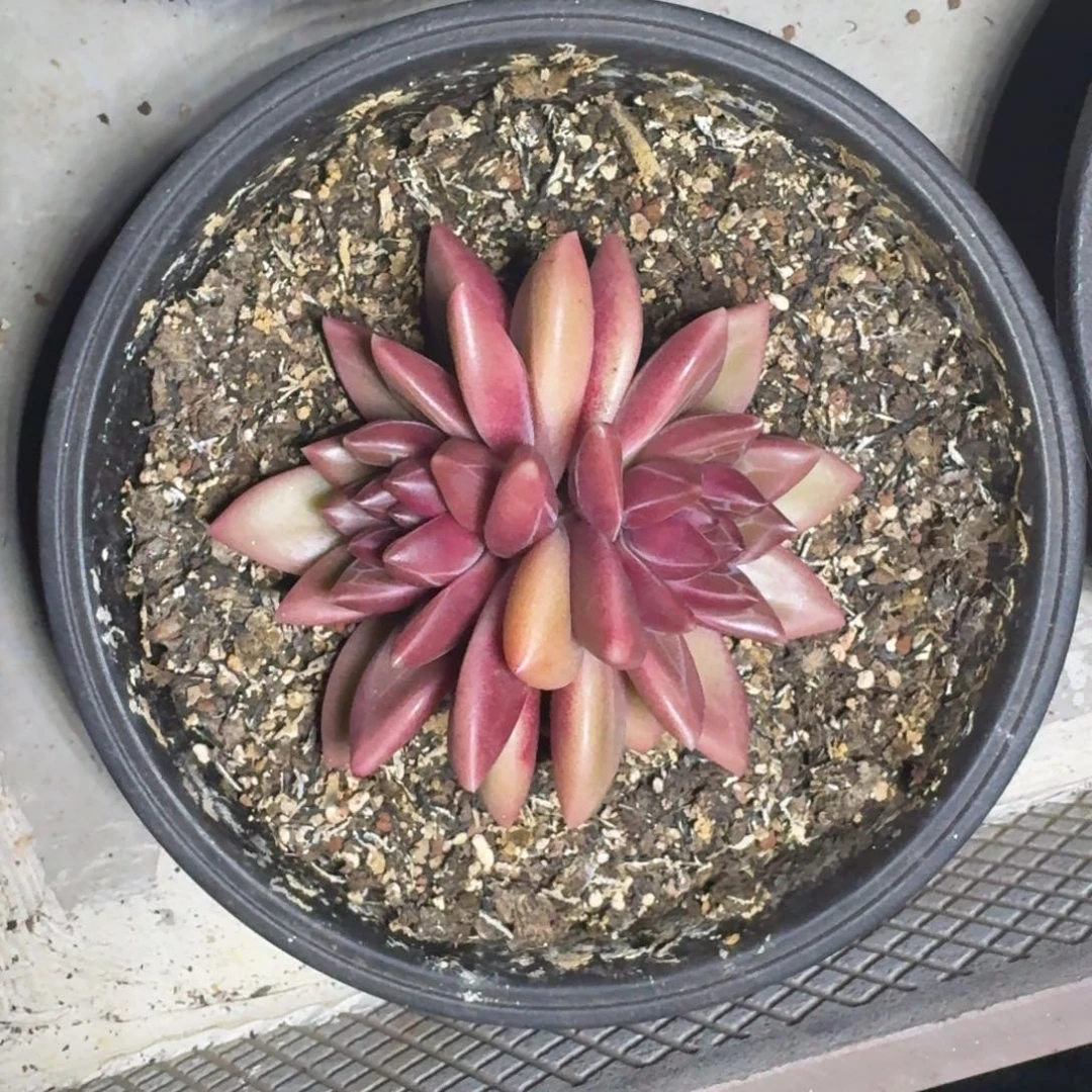 迷雾泡泡 双头 一物一拍