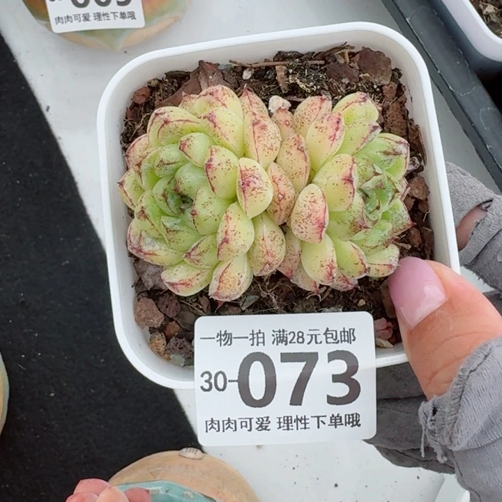 赤水晶无盆土发货无盆土