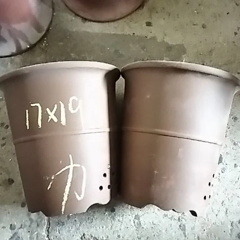 腰缠万贯两个微瑕力