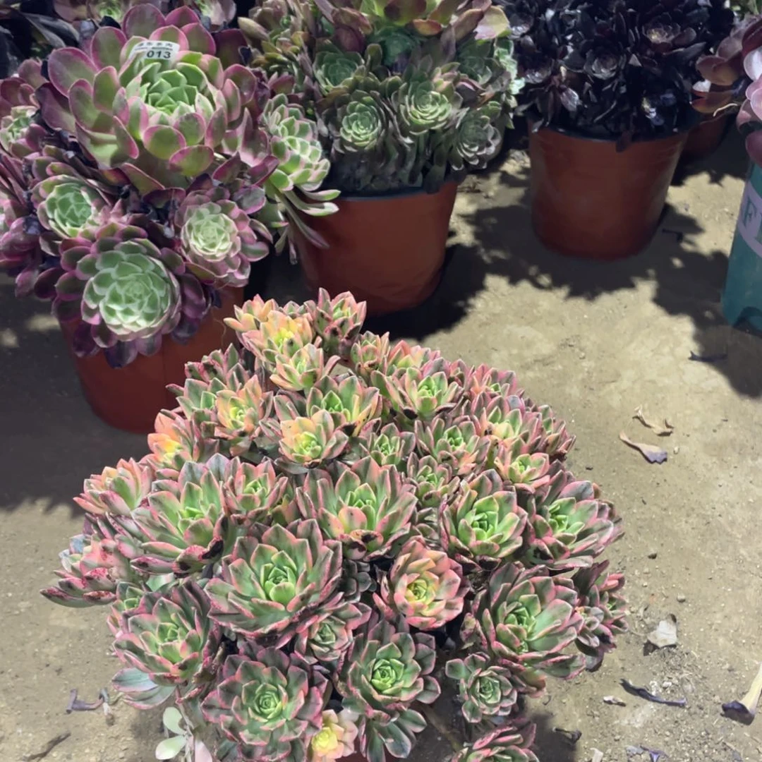 甜茶叶子会黑多肉法师断枝不包