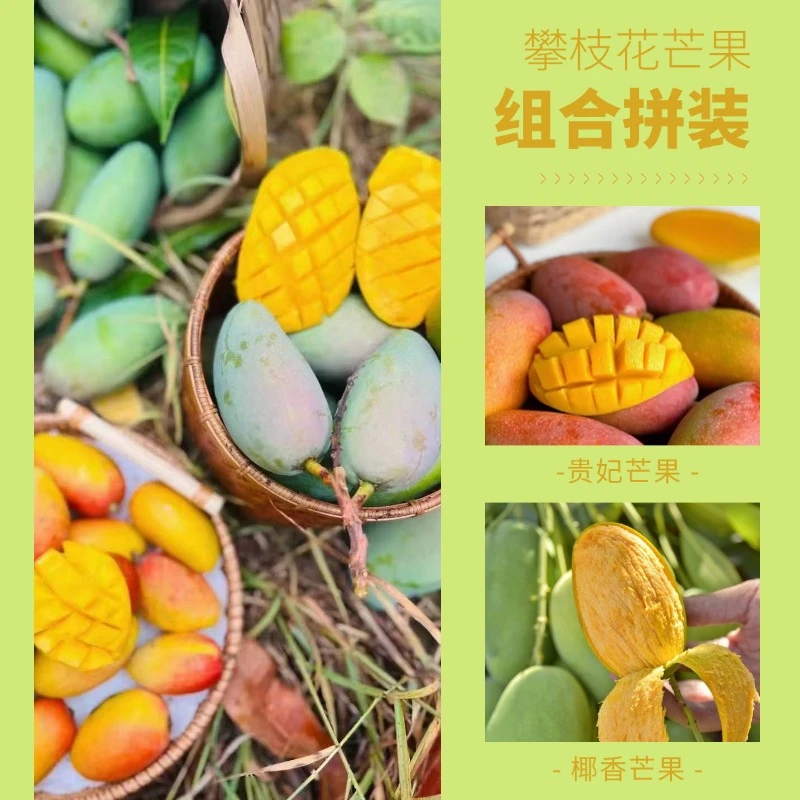 [攀枝花阳光双芒礼盒]一箱双味/贵妃芒果+椰香芒果/攀枝花人推荐