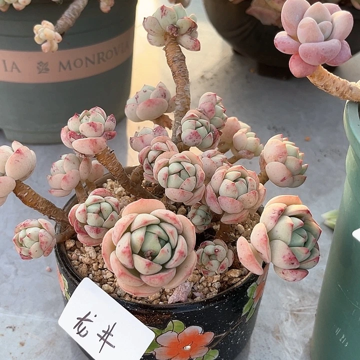 棠颂花卉 一物一拍 香草 龙井