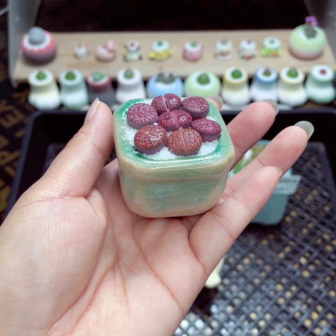 w8005 带盆土发货一物一拍