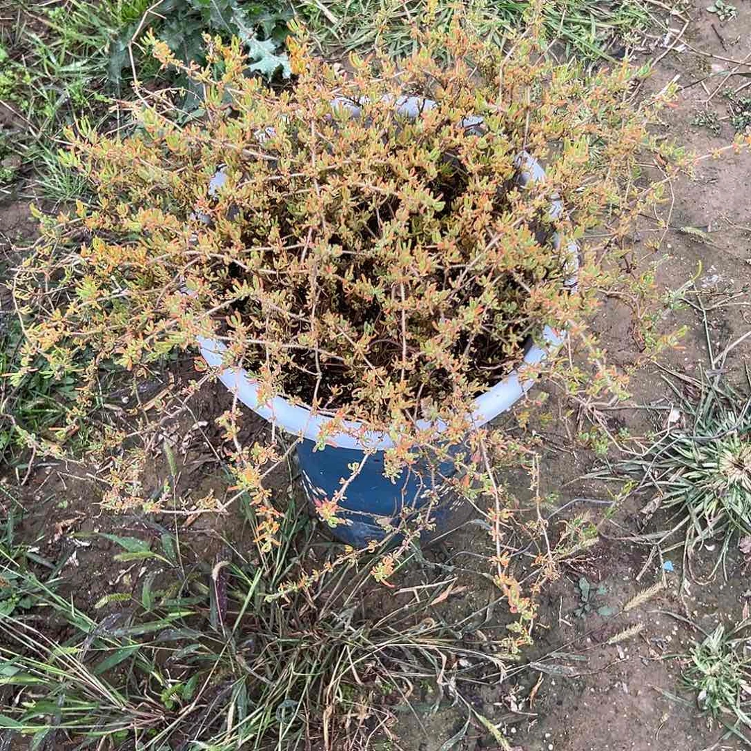 多肉植物枝干带盆