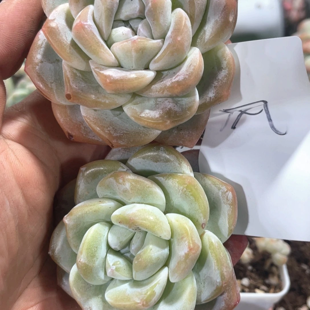 风专拍冰玉老桩单头两个