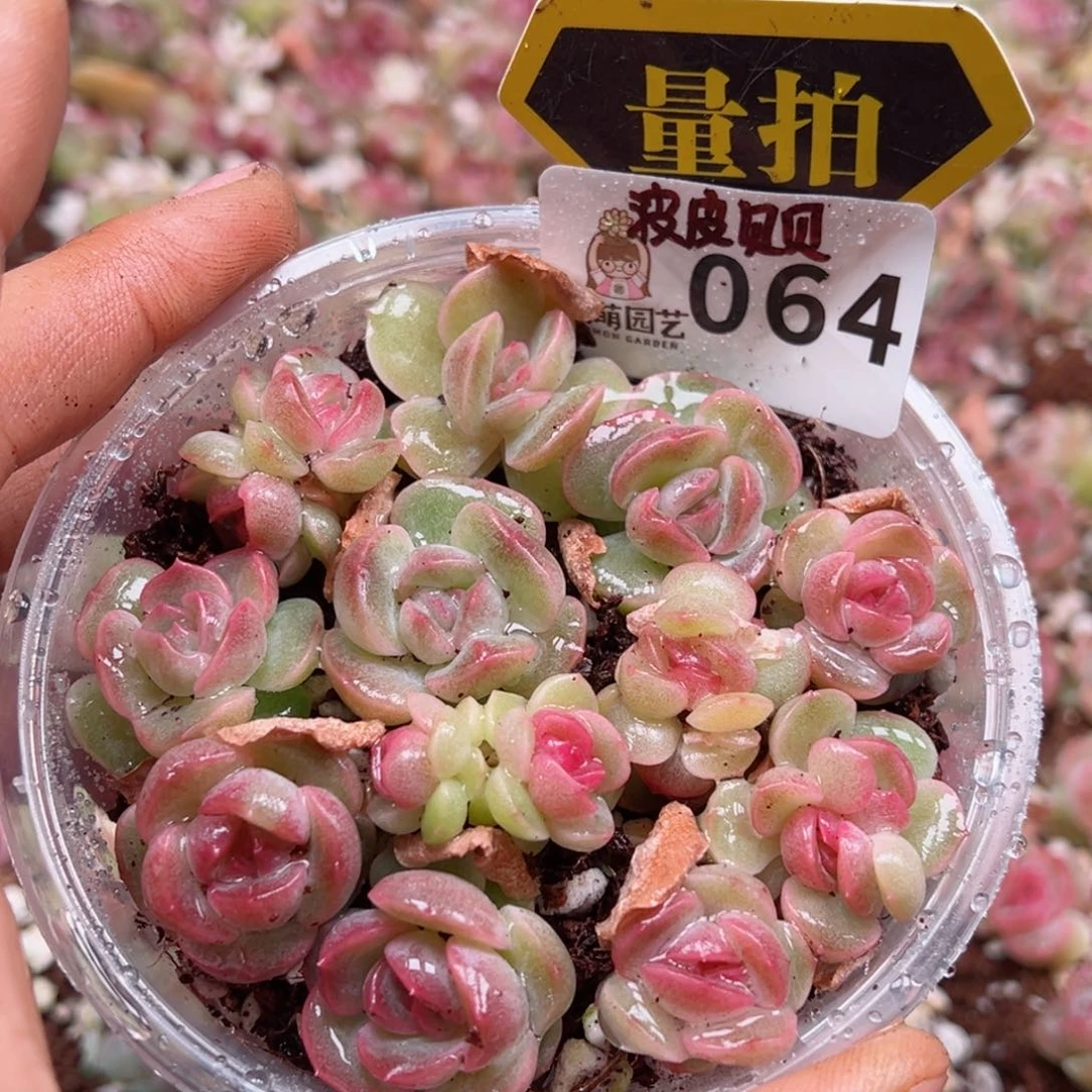 多肉植物多肉植物