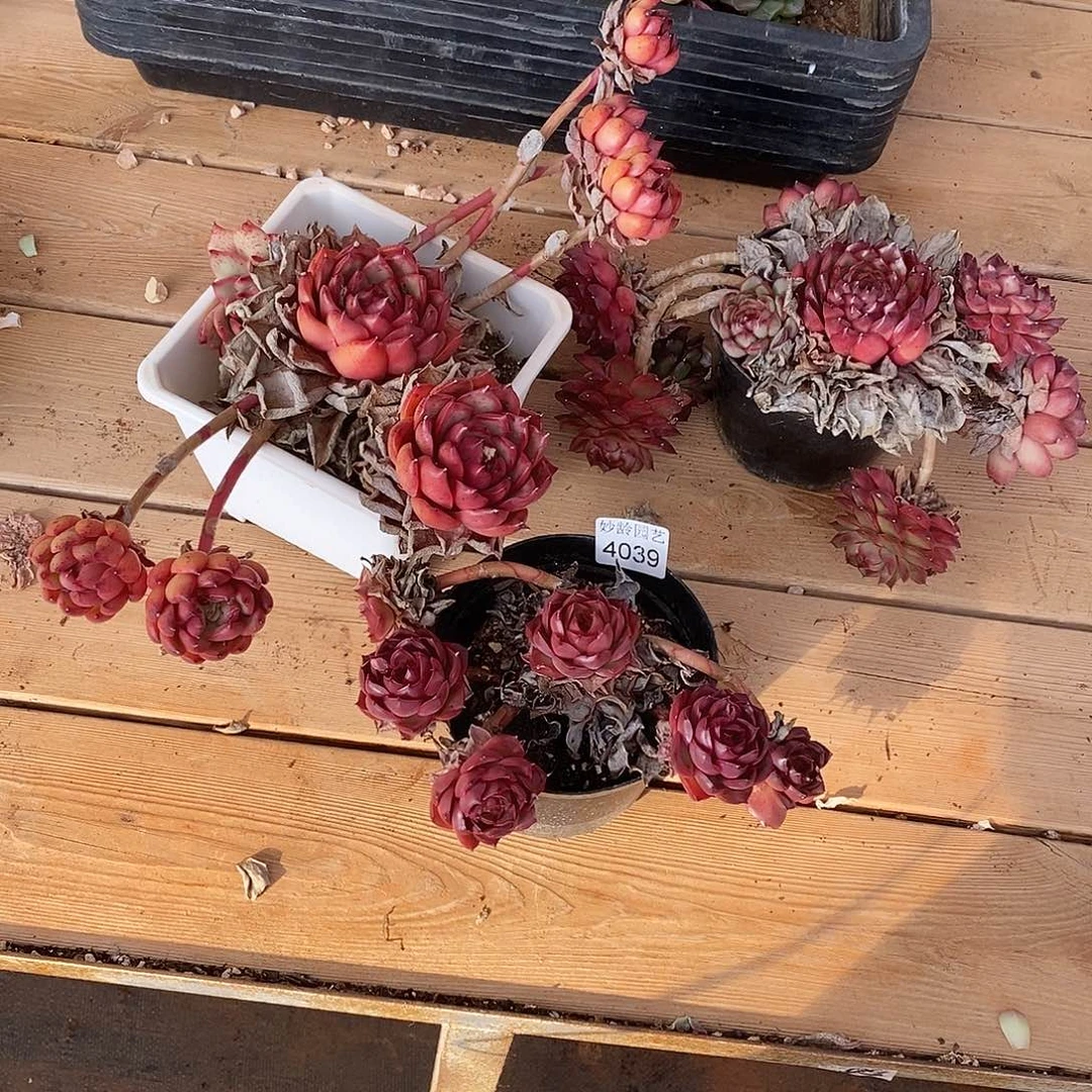 小***y4039三颗散群掉头不售后