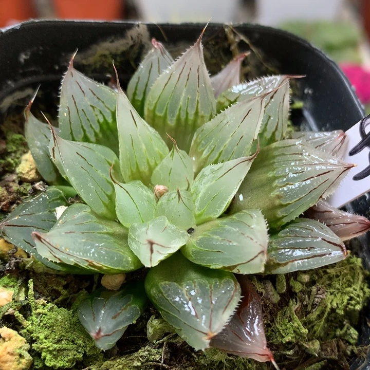 西亚基带盆土发货