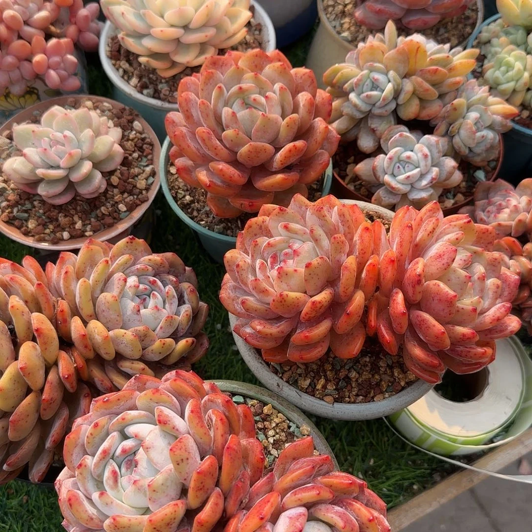 又***红橙梦露群生一组脱土发货