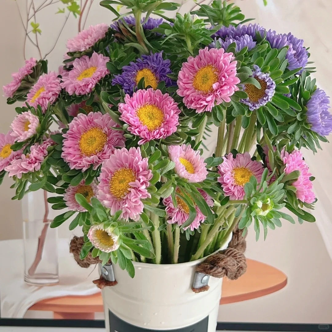 【花之物语】翠菊混色  包邮