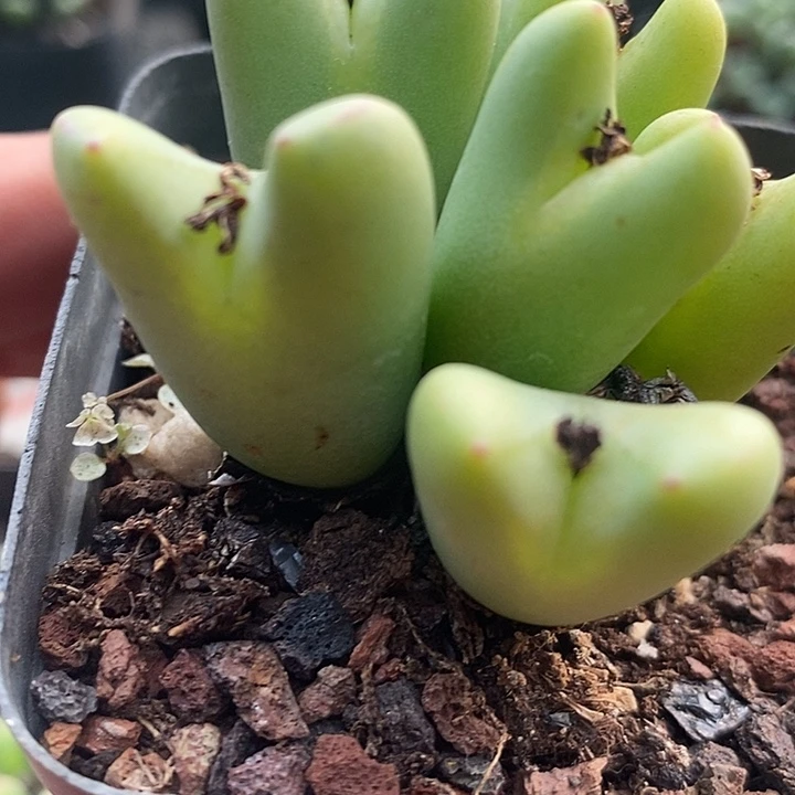 今天晚上你来3038