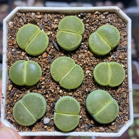 优选漂亮绿宝石特价