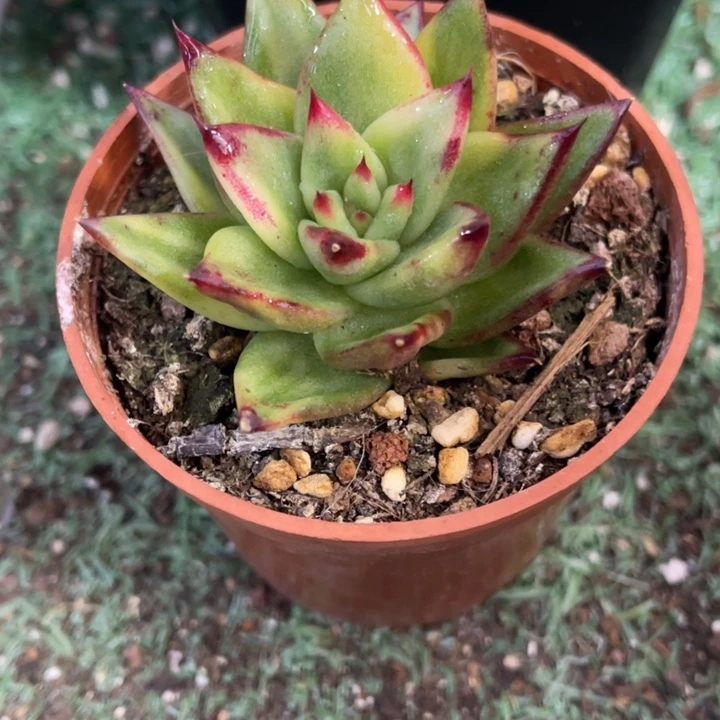 秋可园艺 口红锦拉丝锦