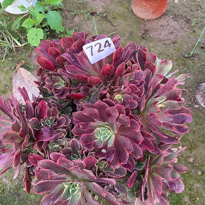 无花朵724金丝缺外