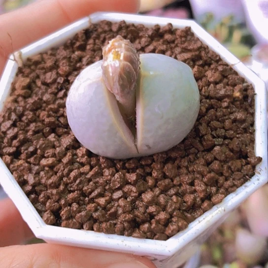 无花朵0652，3厘米如图