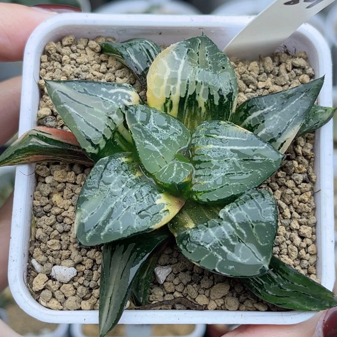 84冰河寿锦福利专场