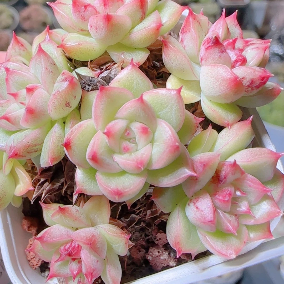 花语逸镜1103-77石化麦秆散