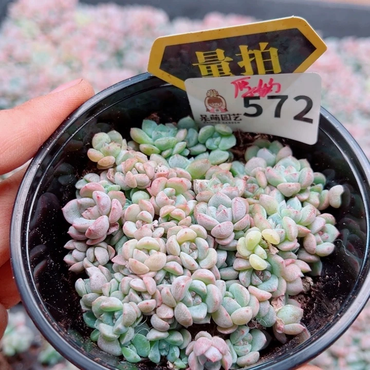 多肉植物多肉植物