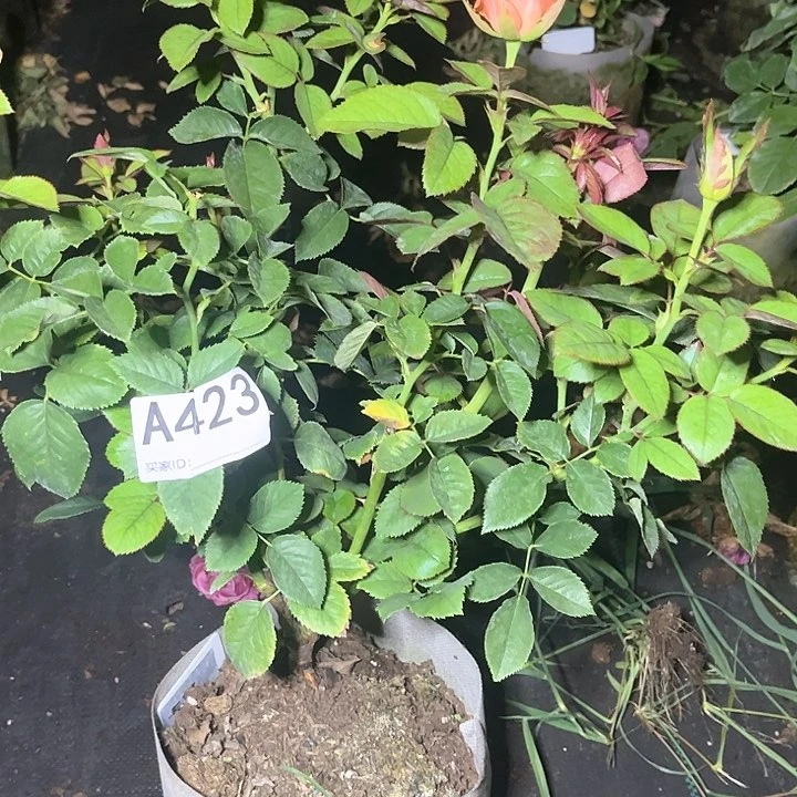 张***子无花朵卡宴红辣椒423号