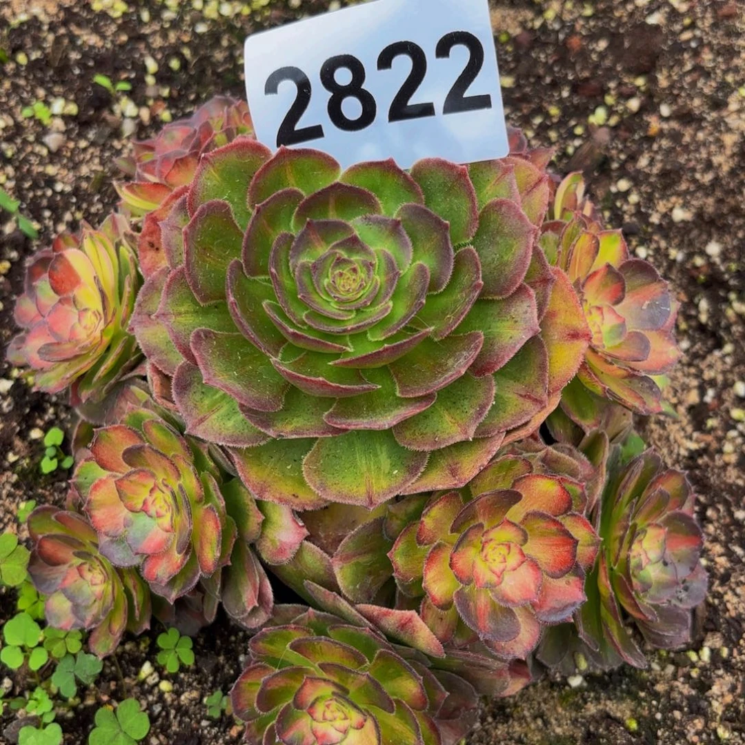 2822多肉植物海王七彩