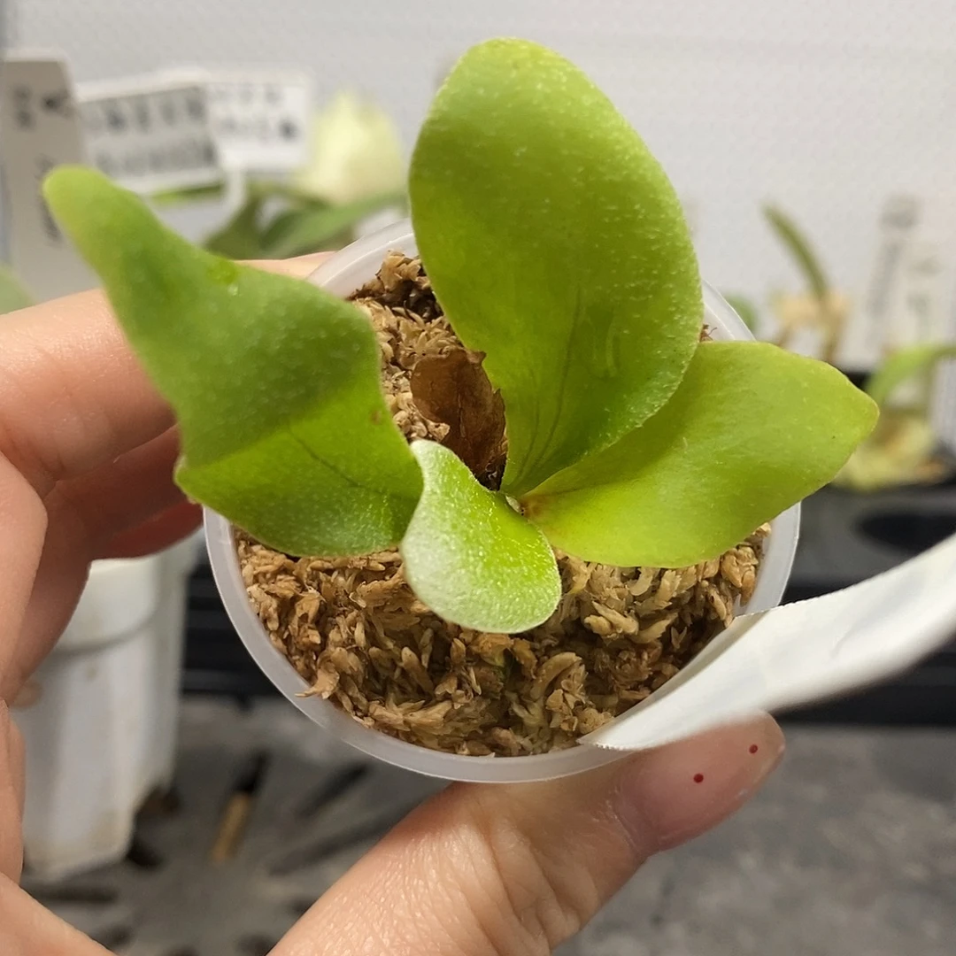 无花朵狮子座流星雨