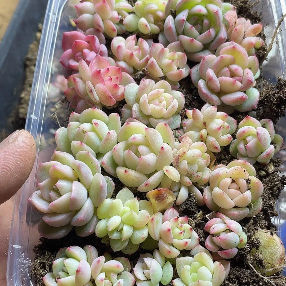 念***✪云系列珍妮混一物一拍098