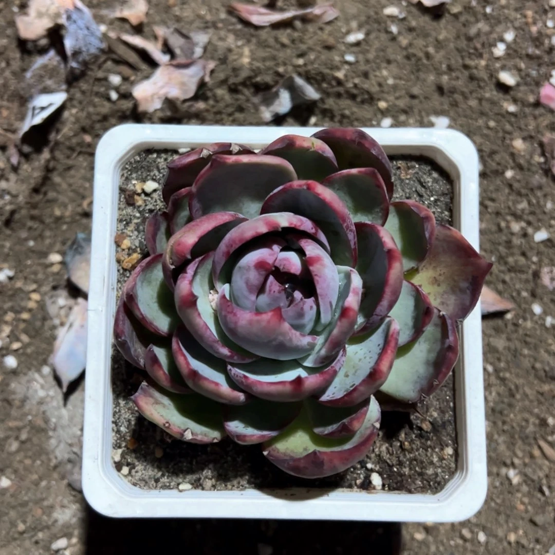 542多肉多肉多肉多肉