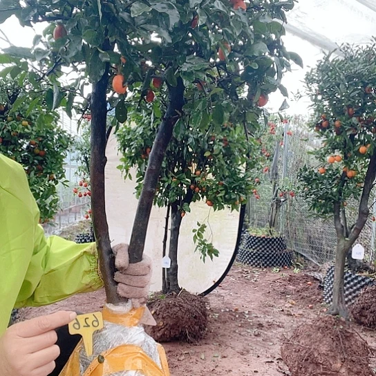 清***修无花朵金5555555888