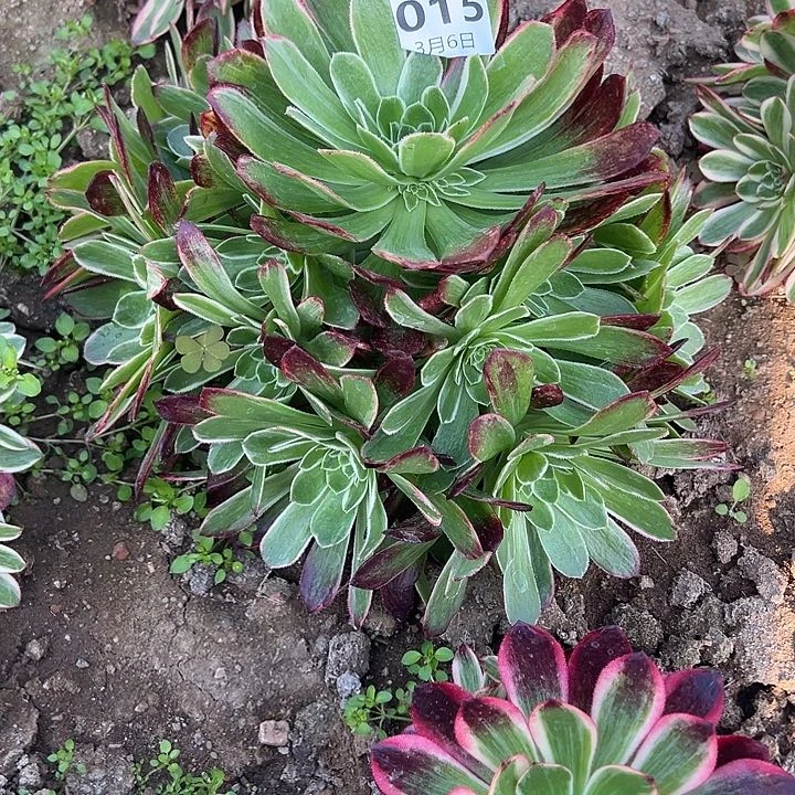 只****～3.6-15孔雀翎多肉植物2