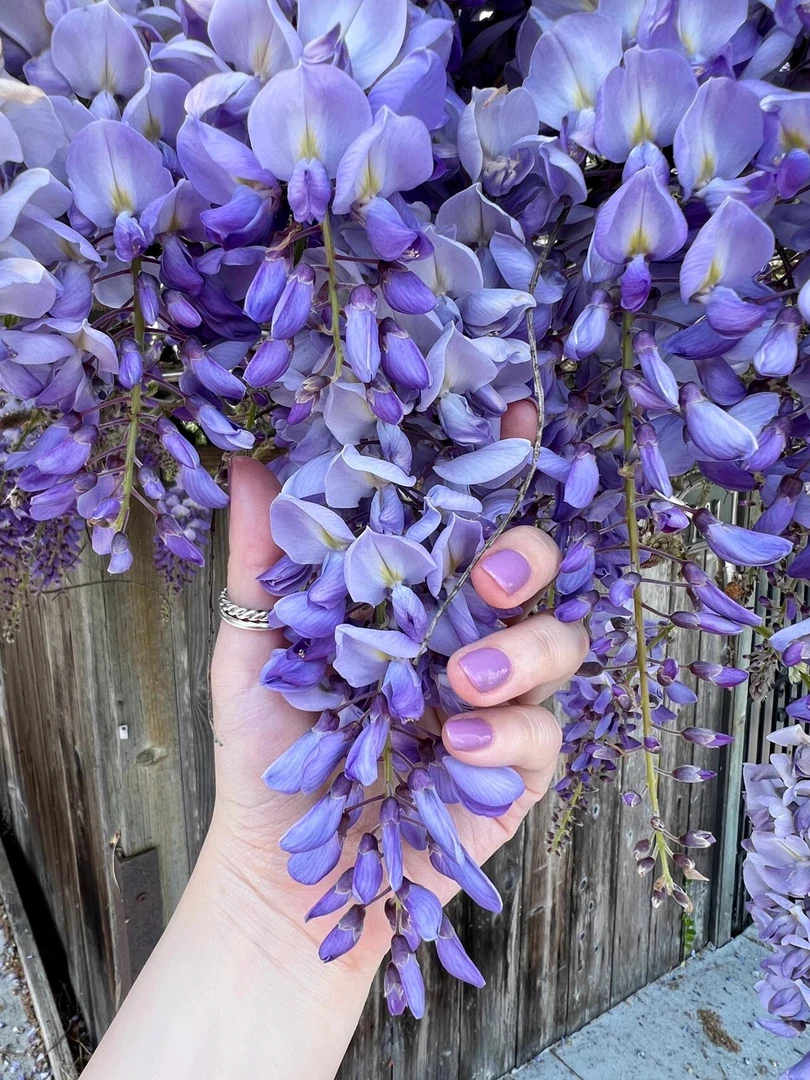 爬藤紫藤花一物一拍