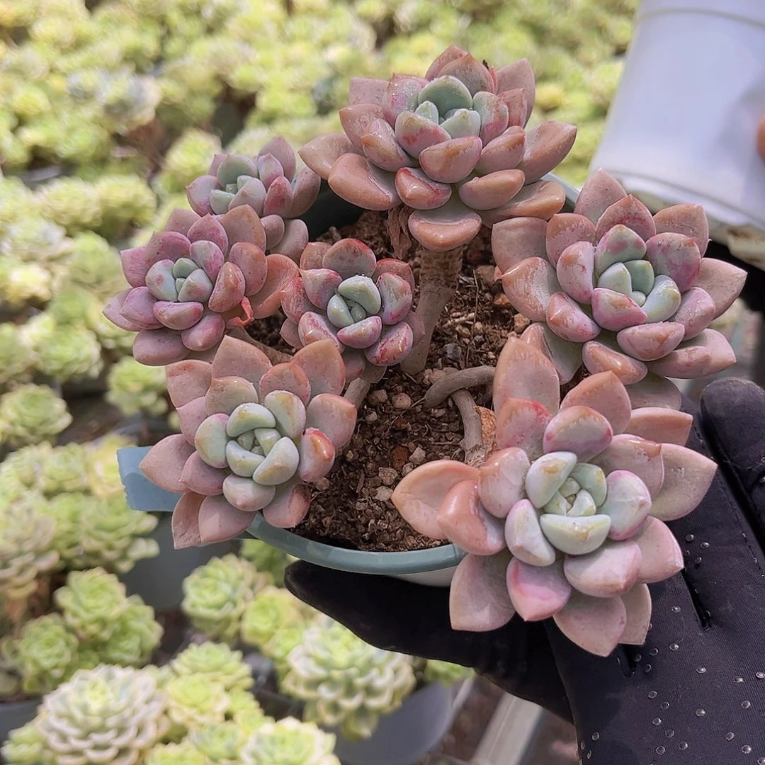 花瓣露15公分9999999999