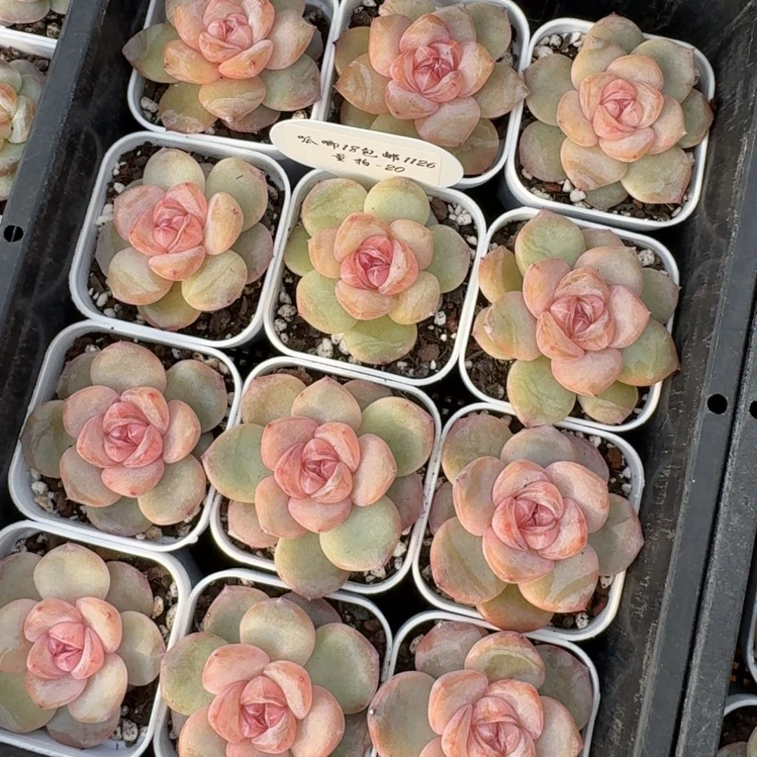 1126-020-小桃花一颗量拍