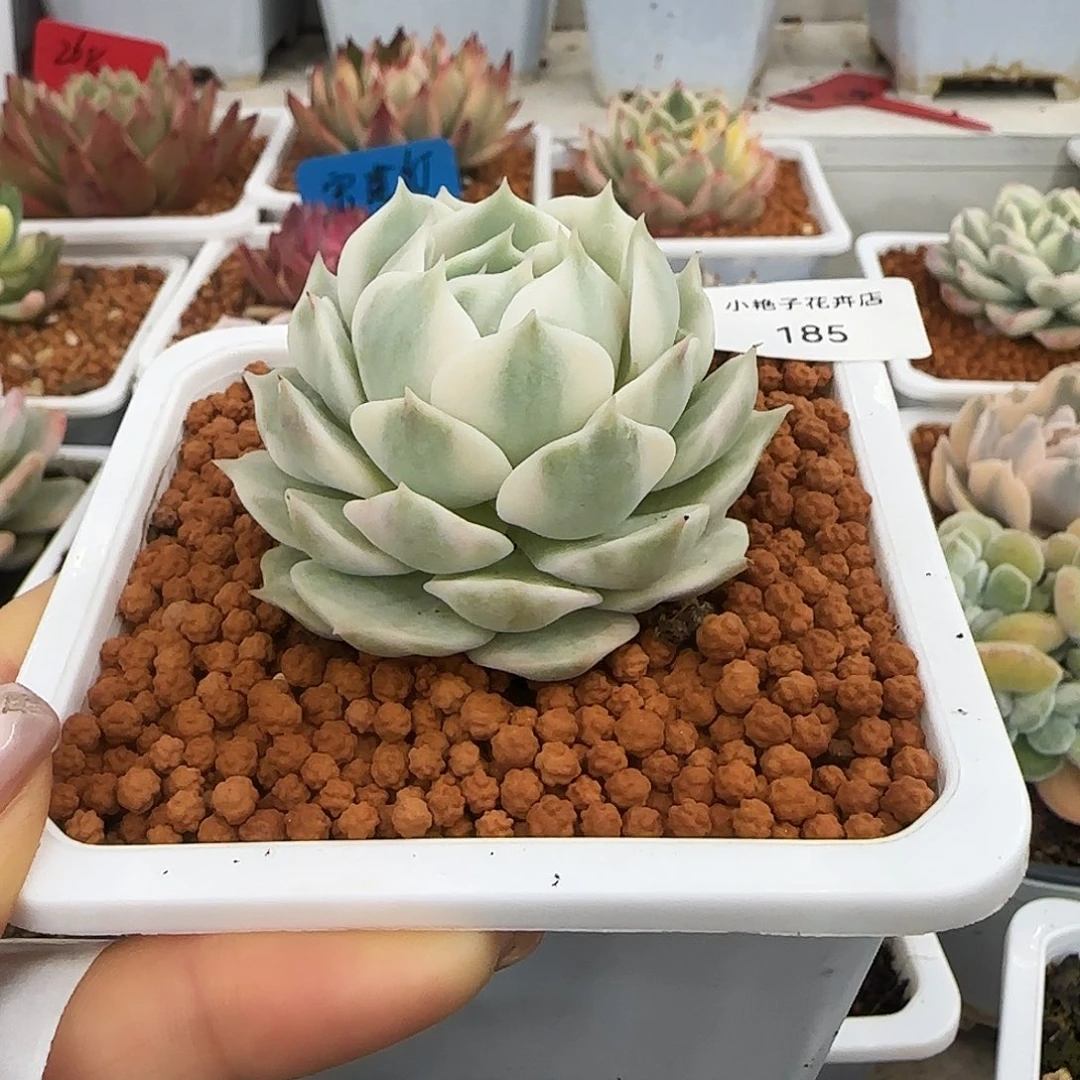 185露娜连锦多肉植物