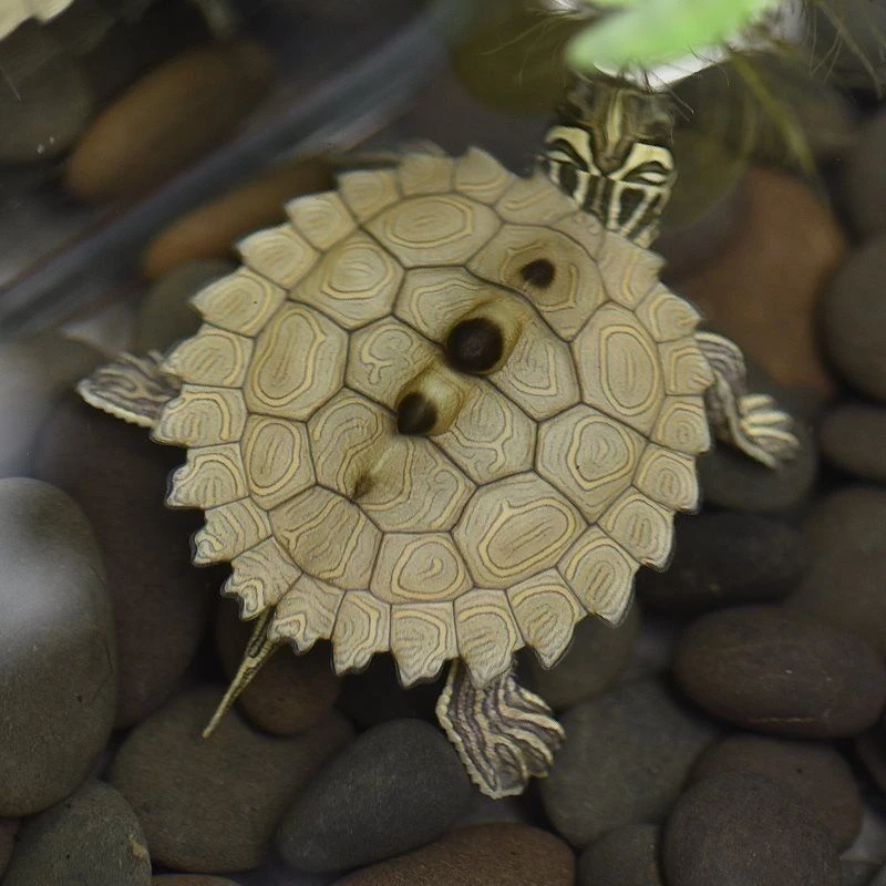 正宗黑瘤深水地图龟活龟乌龟活体活体可鱼缸混养观赏宠物龟乌龟