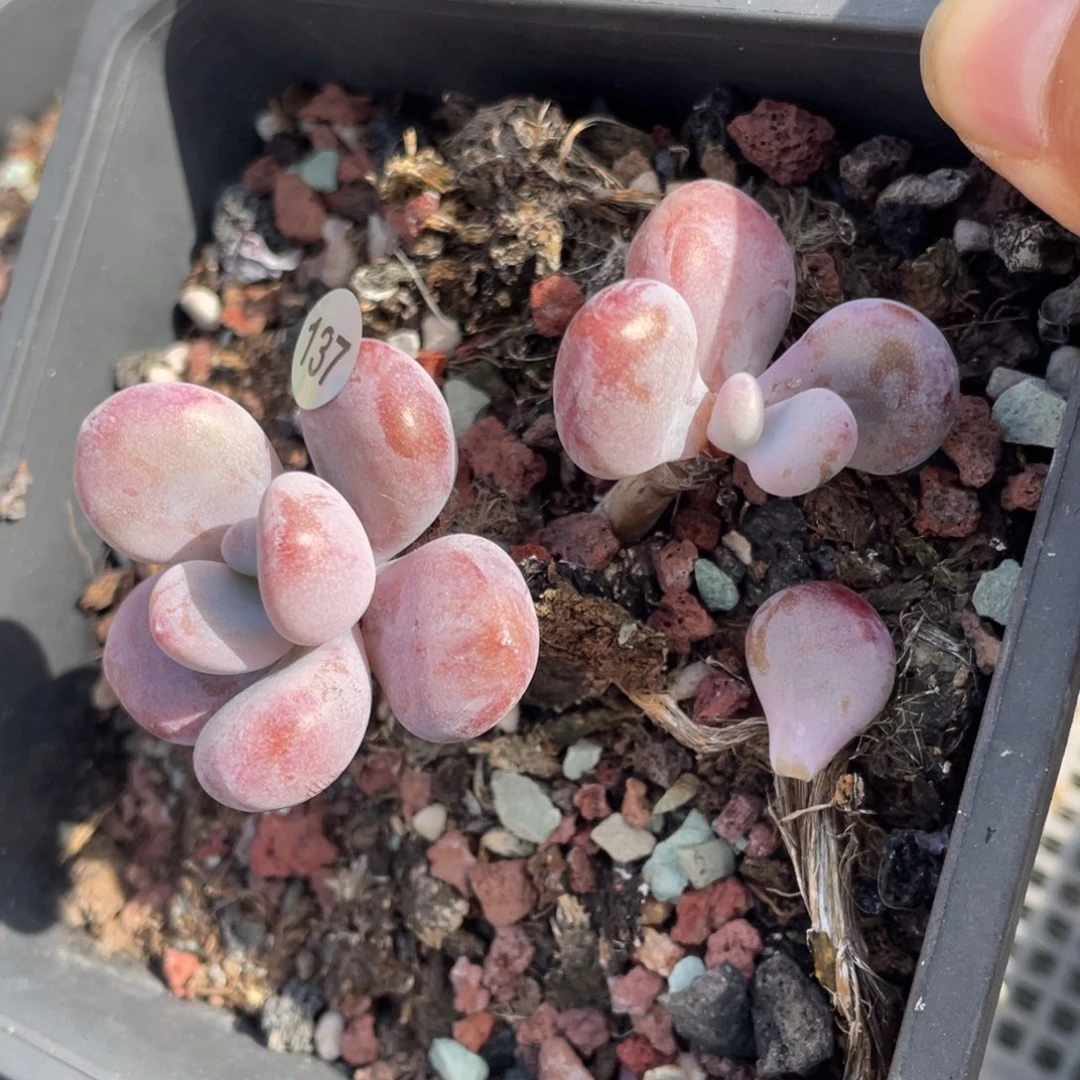 拉拉奶老桩多肉植物