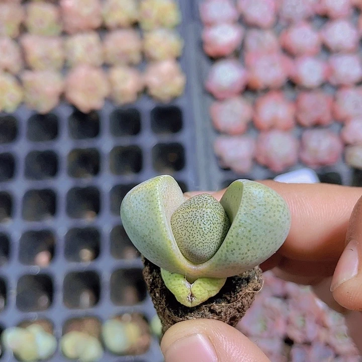 绿元宝【满10颗包邮】