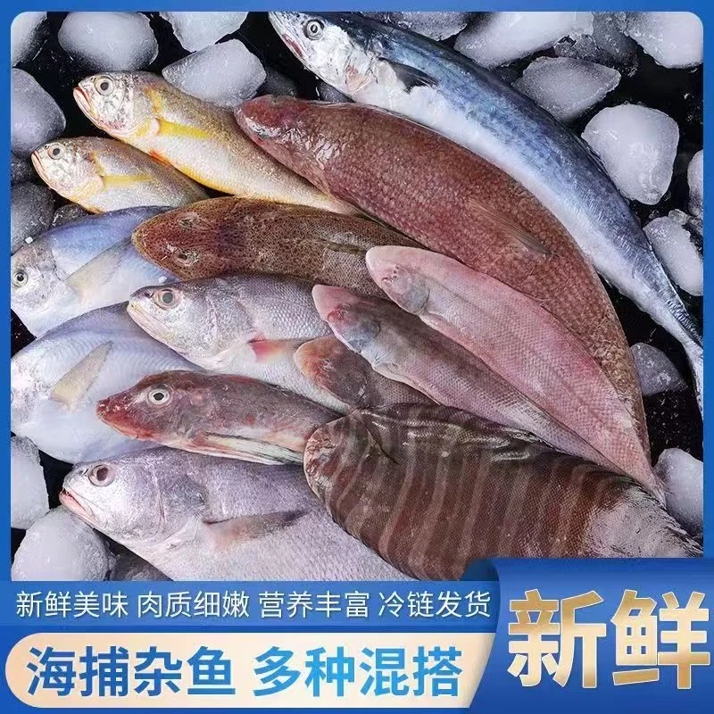 海杂鱼连云港速冻发货（8斤）